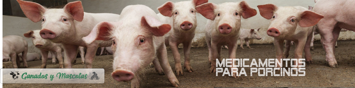 banner porcinos1
